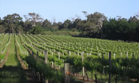 Vineyard